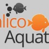 Calico Aquatics