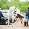 Kessock Equine Vets