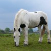 Huntersfield Equestrian Centre