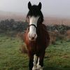 Longfield Equestrian Centre