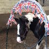 Snowdon Farm Riding School