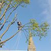 Edinburgh Tree Surgeons