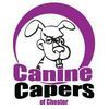 Canine Capers Of Chester