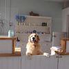 Poochies Dog Grooming