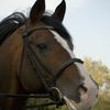 Telford Equestrian Centre