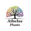 Athelas Plants