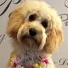 Dogzi K9 Beauty & Dog Grooming Salon