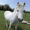 Bulby Hall Equestrian Centre