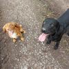 Dingwall Dog Walking Services