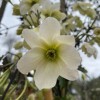 Arundel Arboretum