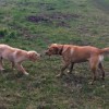 Brightlingsea Dog Walking