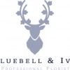 Bluebell & Ivy