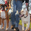 Abington Dog Walking