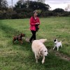 Karen's Dog Walking Services