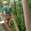 Waveney Tree Specialists