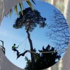 Hardy Tree Surgeons