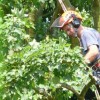 Countrywide Tree Specialists