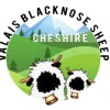 Valais Blacknose Sheep Cheshire