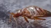 Bed Bug Control