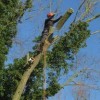 A1 Arborist Tree Surgeon